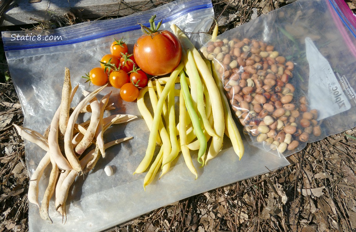 Harvested veggies and beans