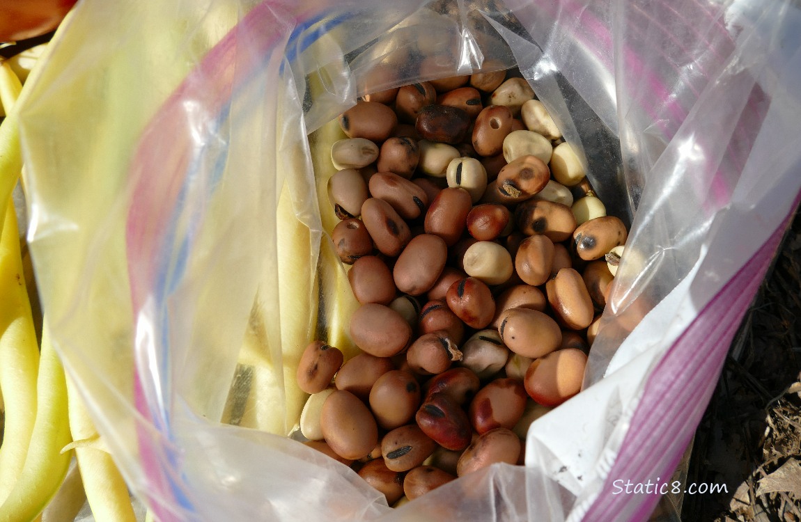 Looking down into a ziplock bag of Fava beans