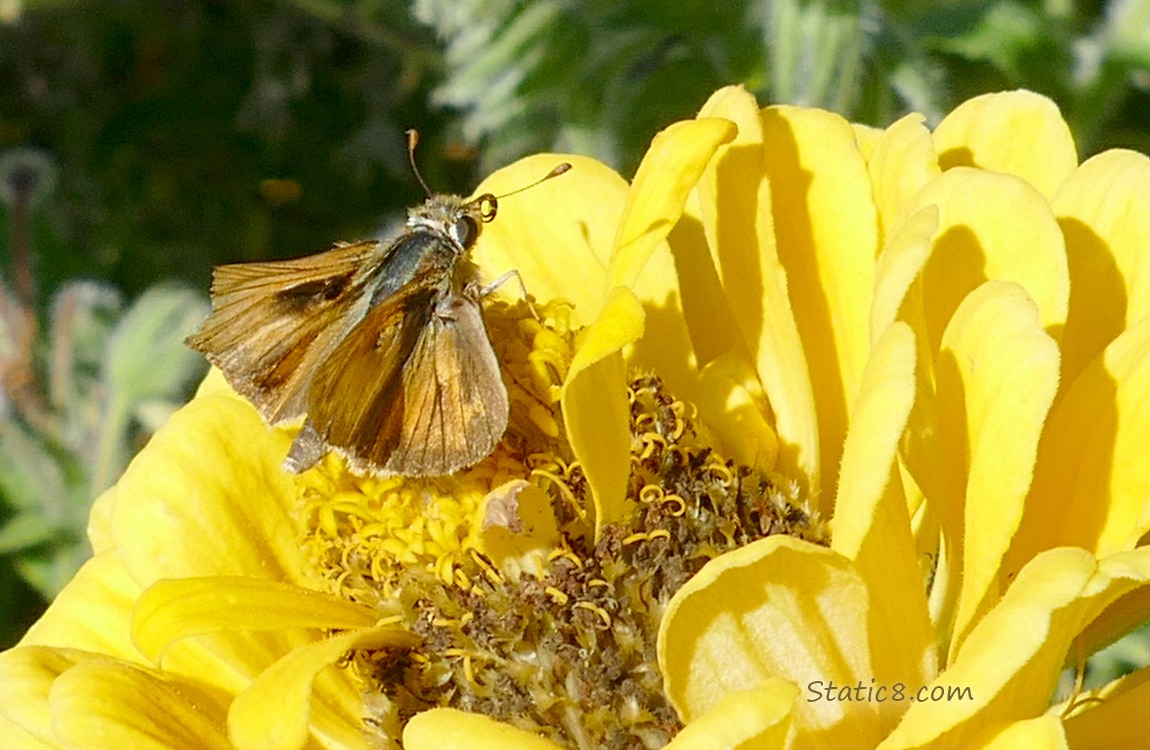 Woodland Skipper butterfly standing on a yellow Zinnia