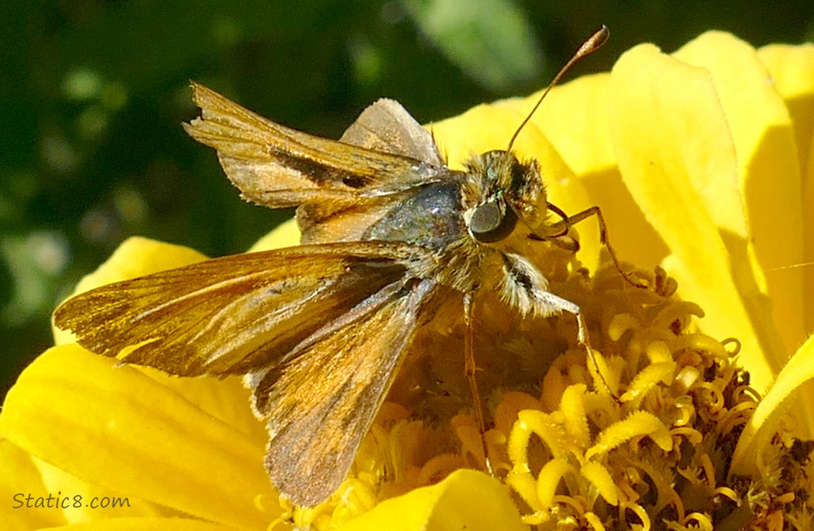 Woodland Skipper butterfly on a yellow Zinnia