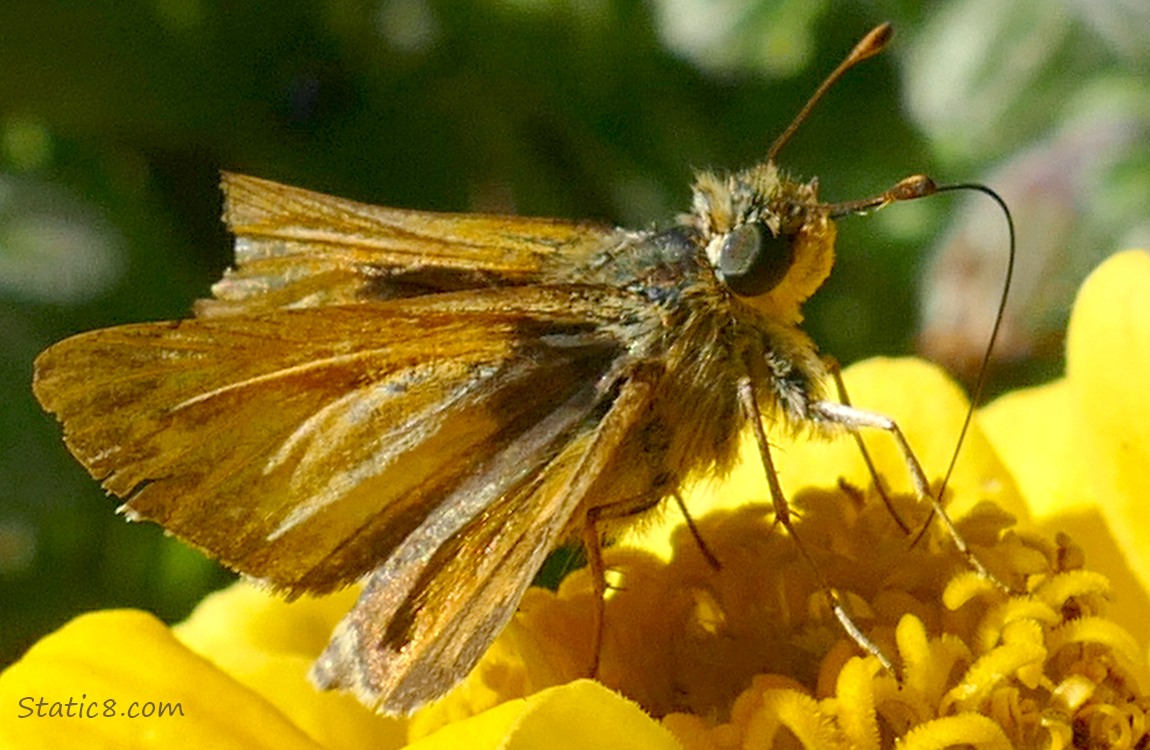 Woodland Skipper butterfly on a yellow Zinnia