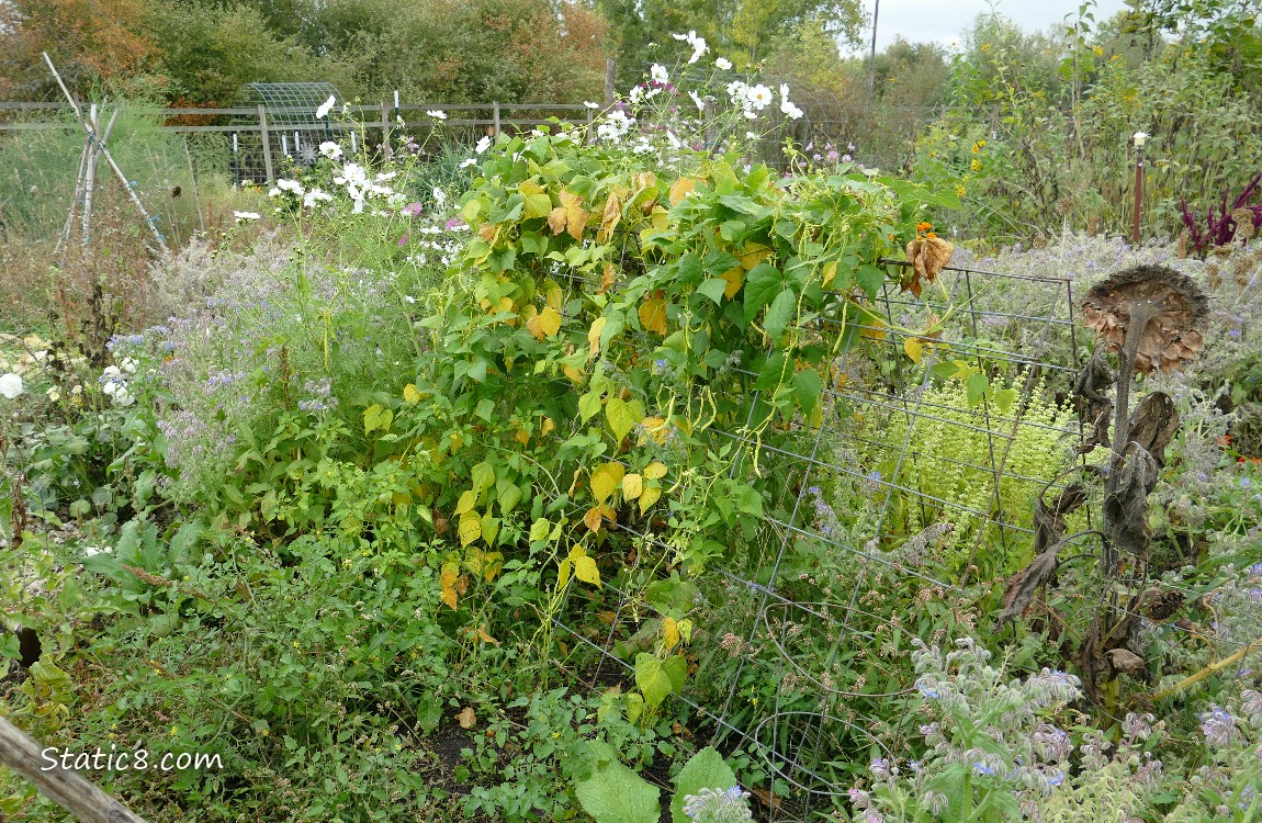 Garden plot