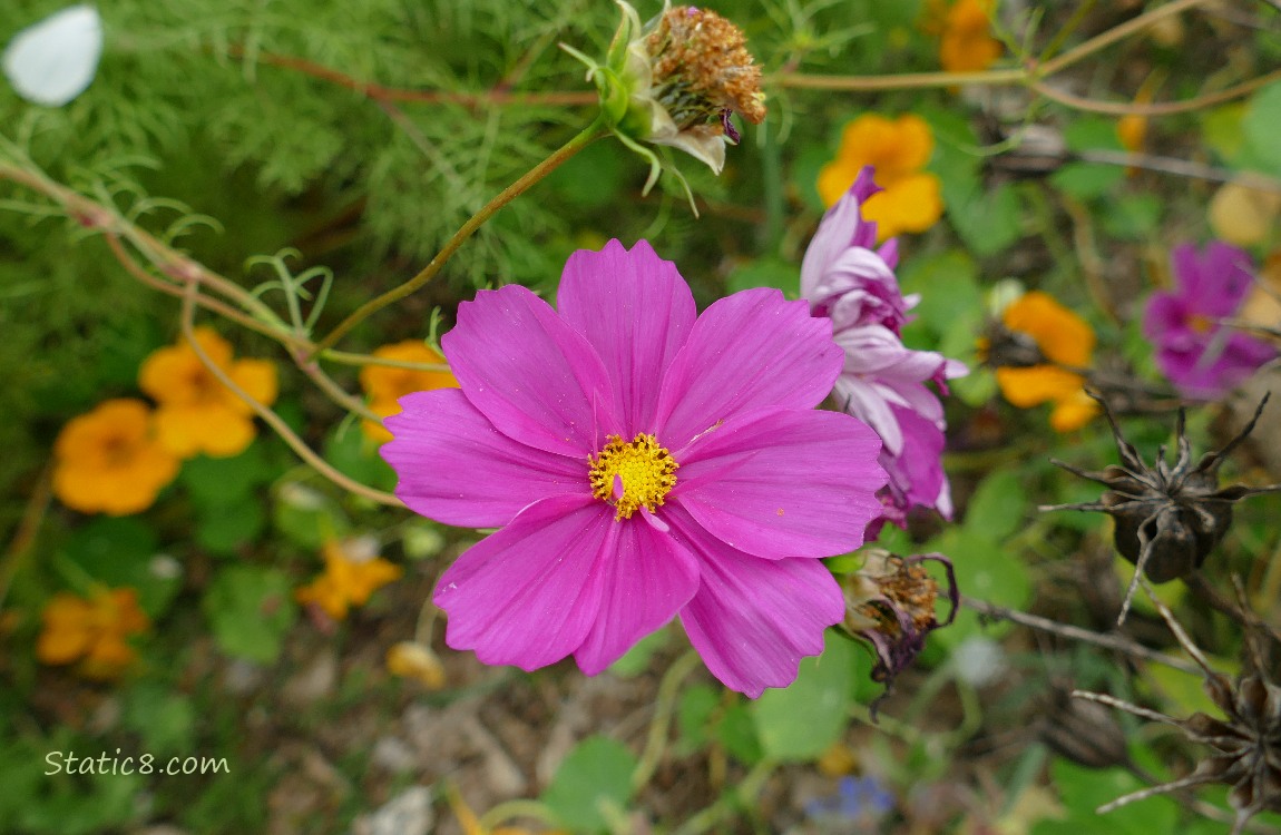 Red violet Cosmos bloom with Nasturtiums in the background
