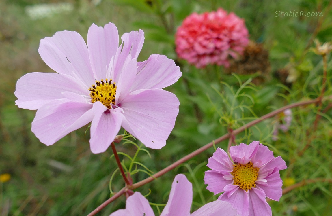Pink Cosmos blooms with a pink zinnia in the background