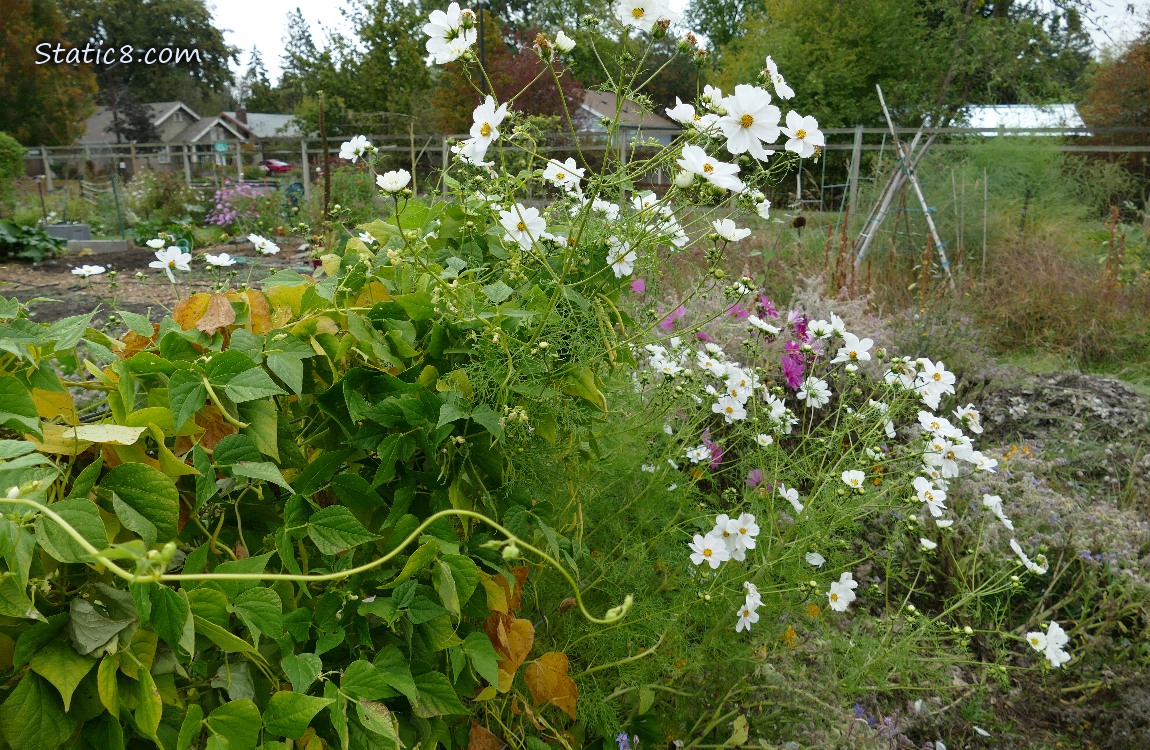 Beans and Cosmos on a trellis