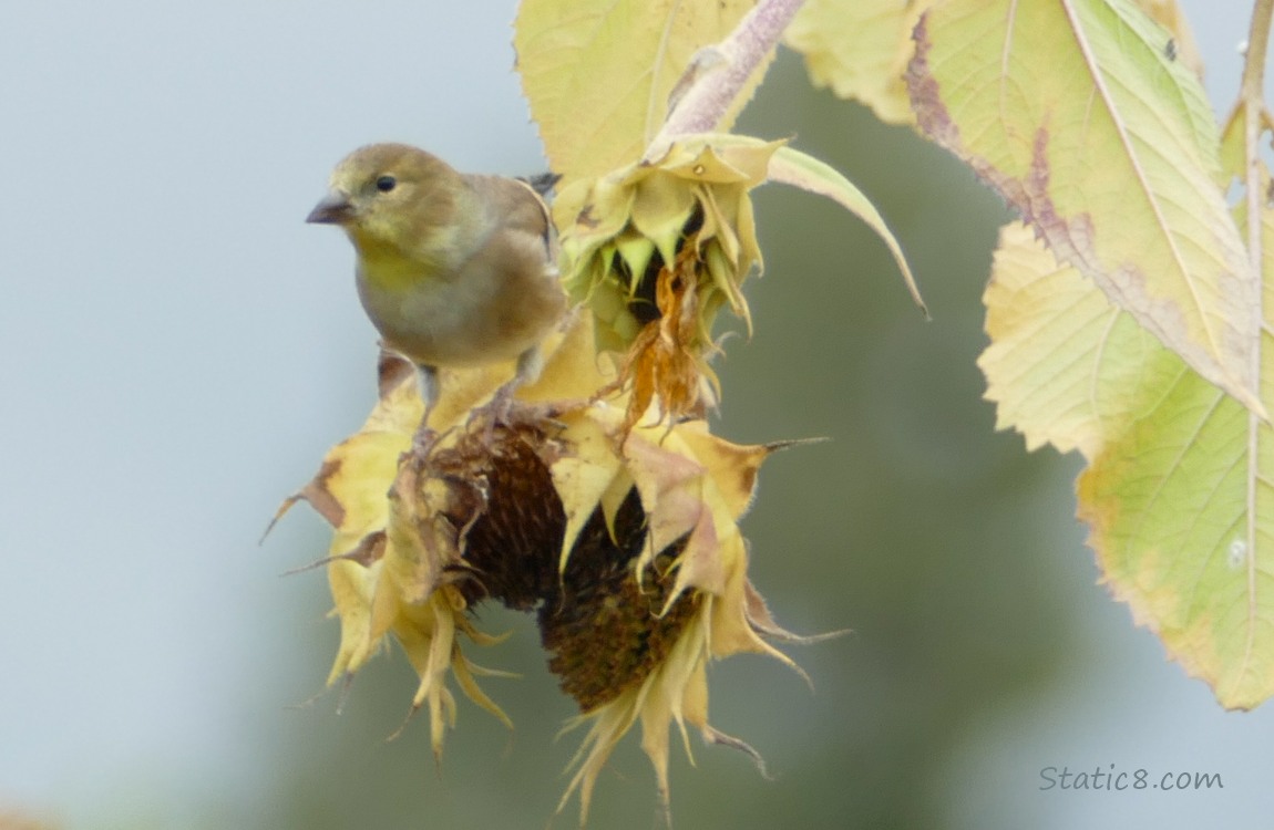 Goldfinch standing on a sunflower seed head