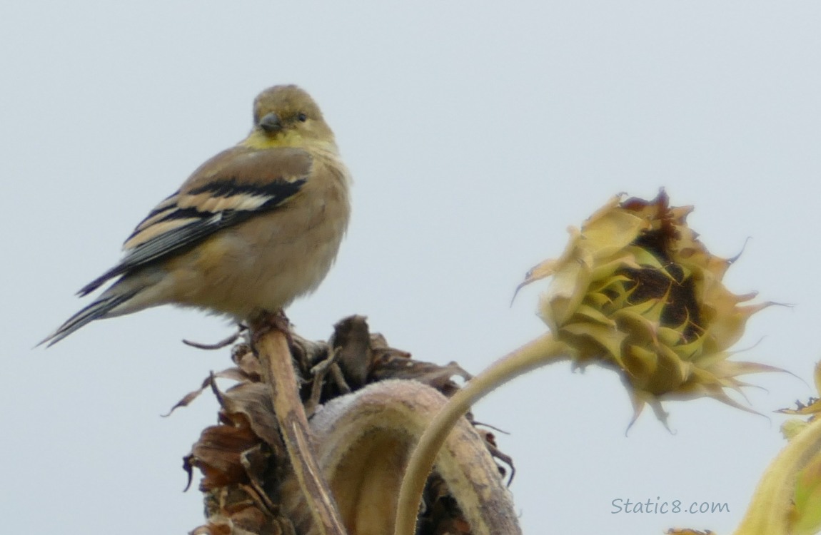 Goldfinch standing on a sunflower seed head