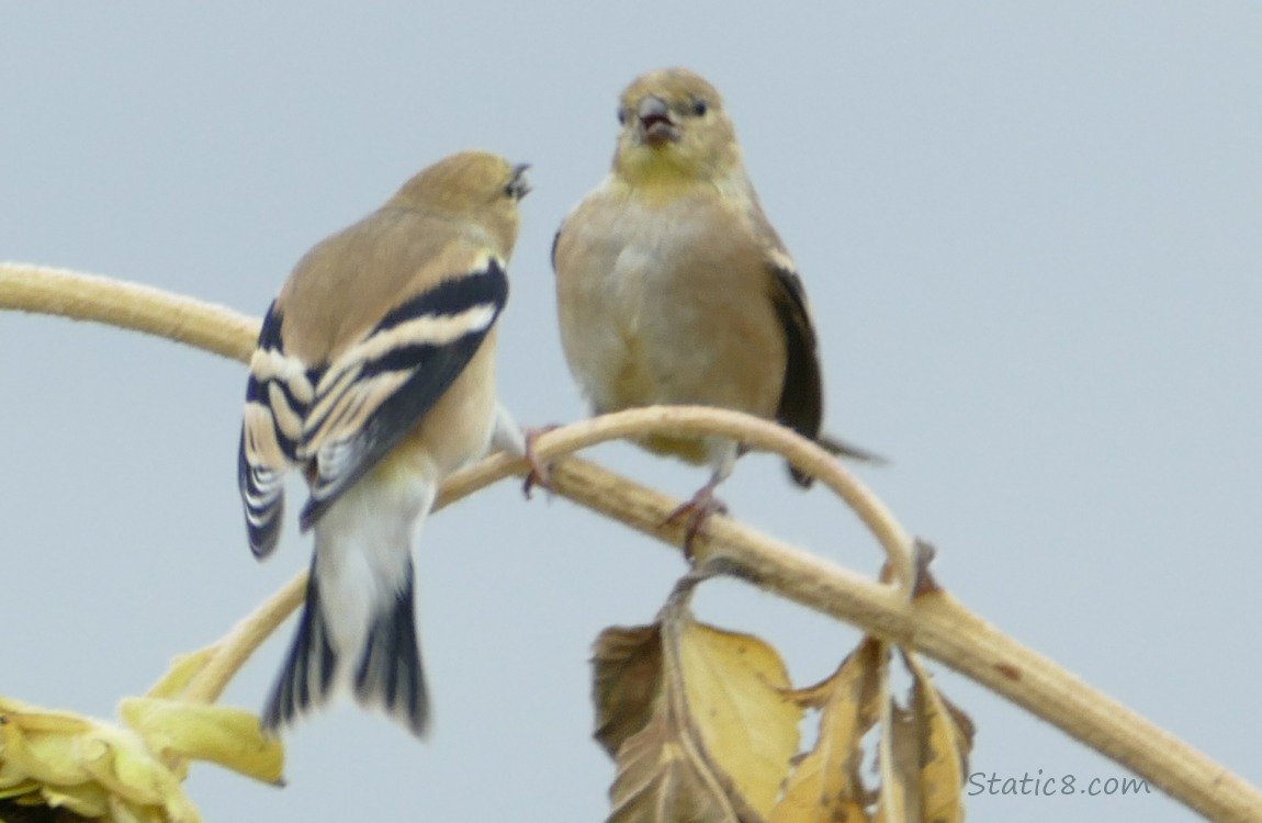 Two Goldfinches standing on an old sunflower
