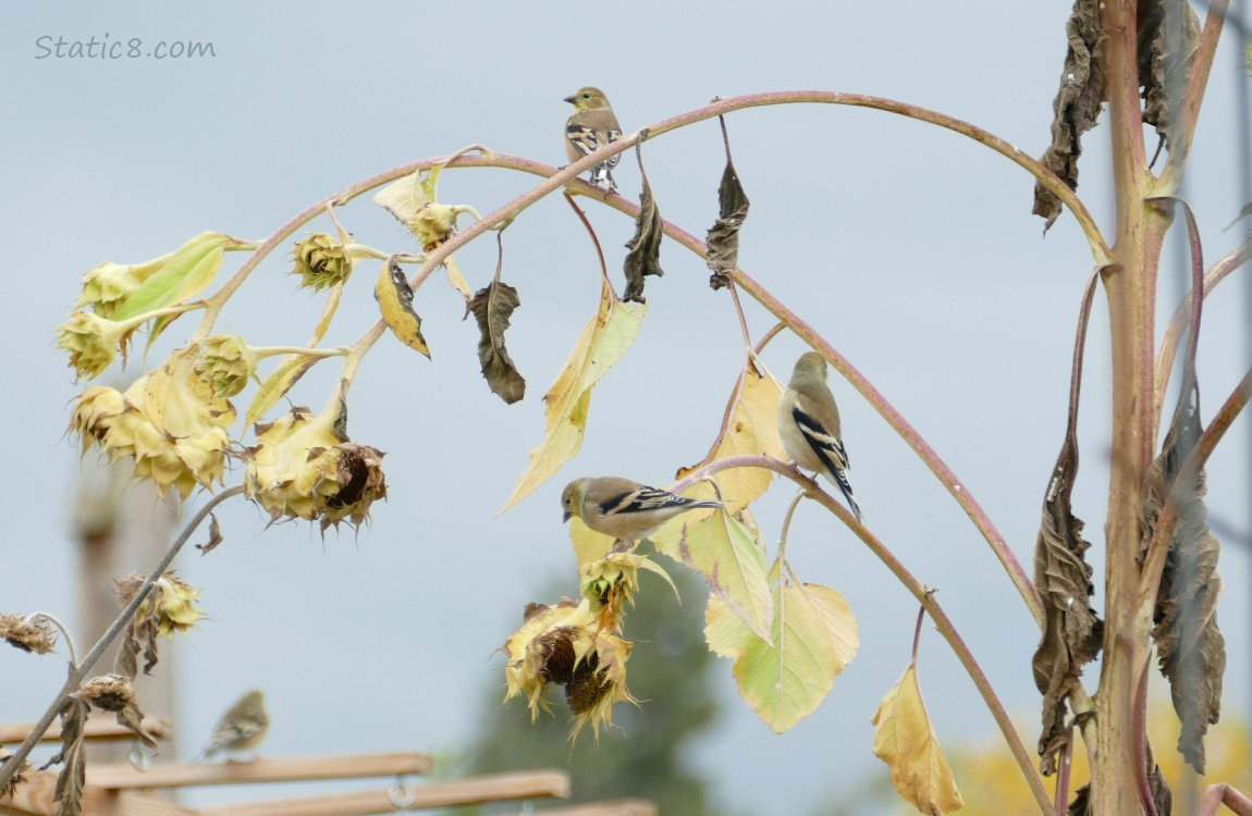 Several Goldfinches standing on an old sunflower that is bend over