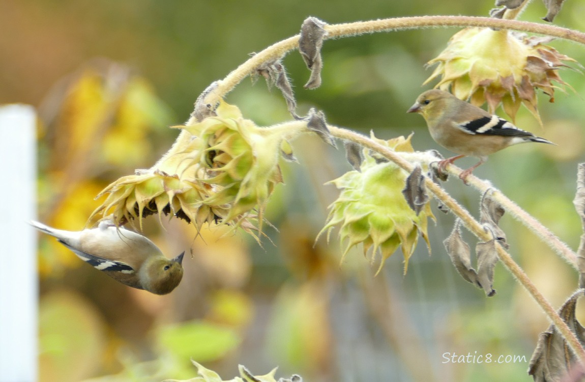 Two goldfinches on a sunflower stalk, one hanging upside down
