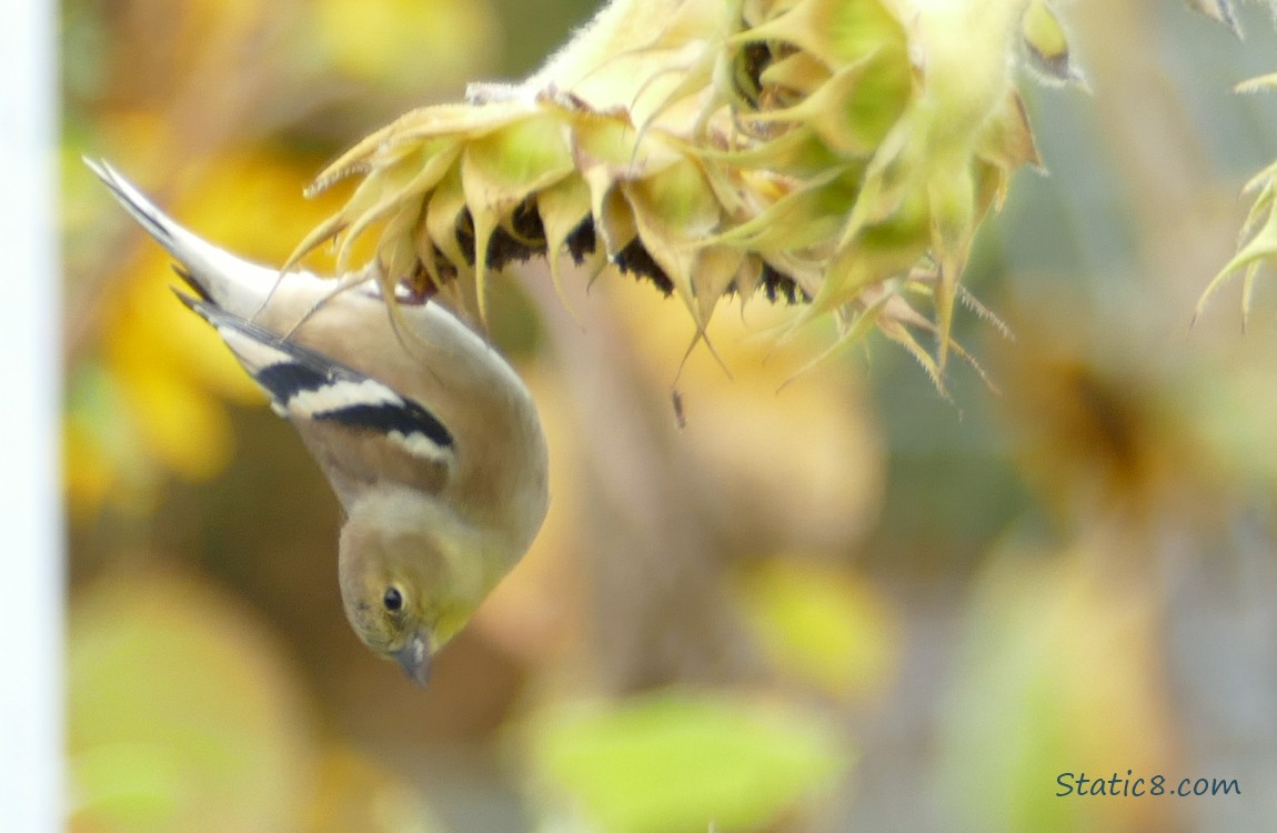 Goldfinch hanging upside down from a sunflower seed head
