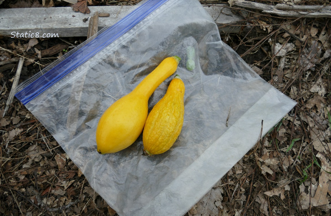 Harvested Crooknecks on a ziplock bag on the ground