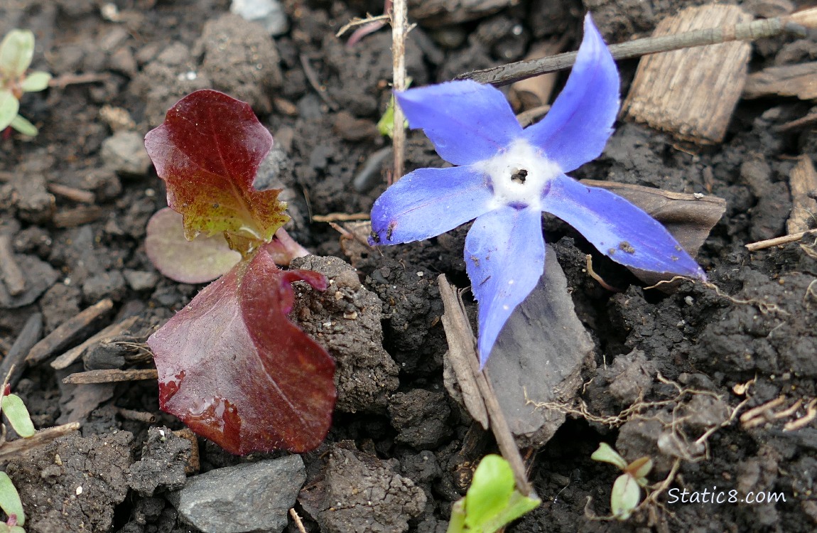 Lettuce seedling with a Borage blossom