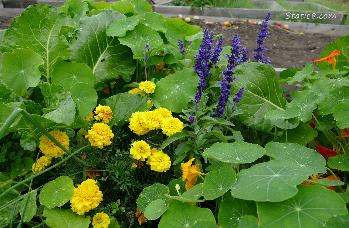 Yellow Marigold blooms with purple stalks of blooms, surrounded by Naturtium leaves