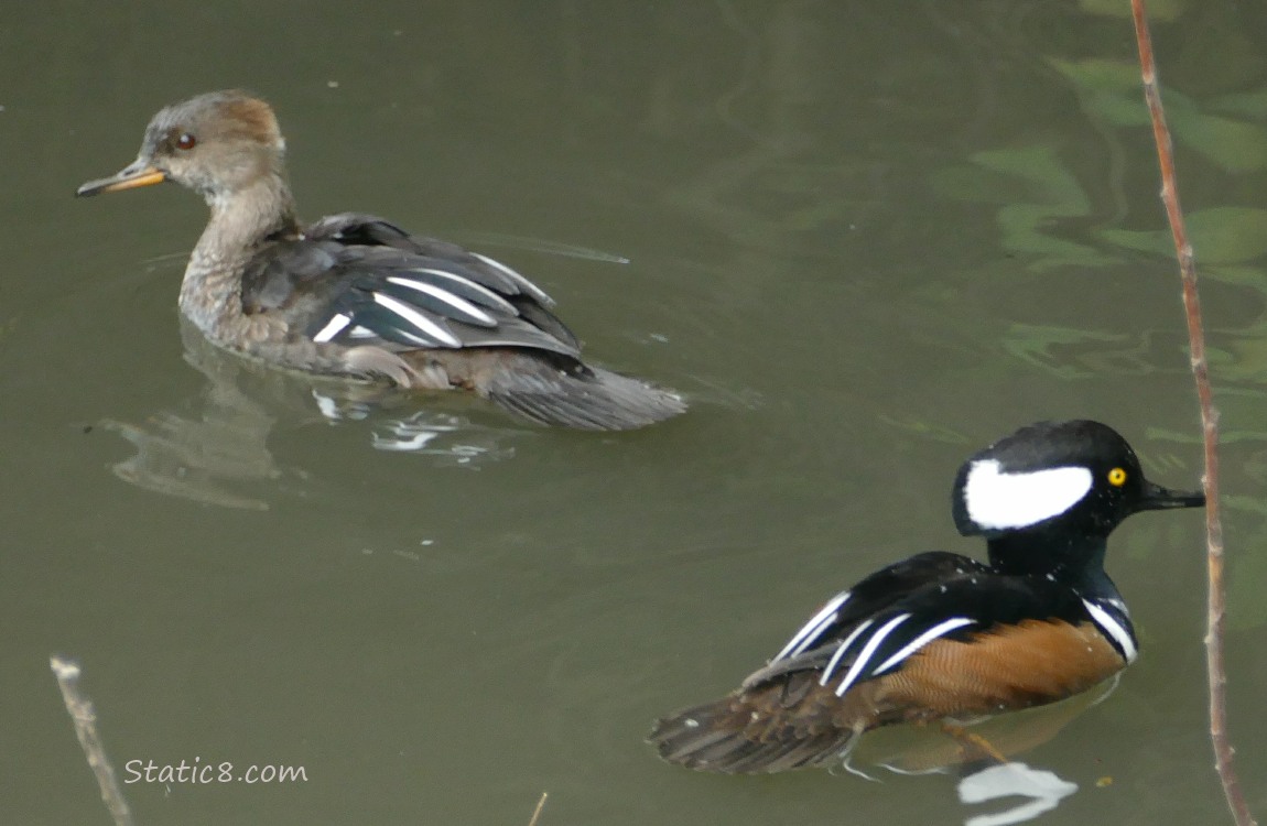 A pair of Hooded Mergansers paddling on the water