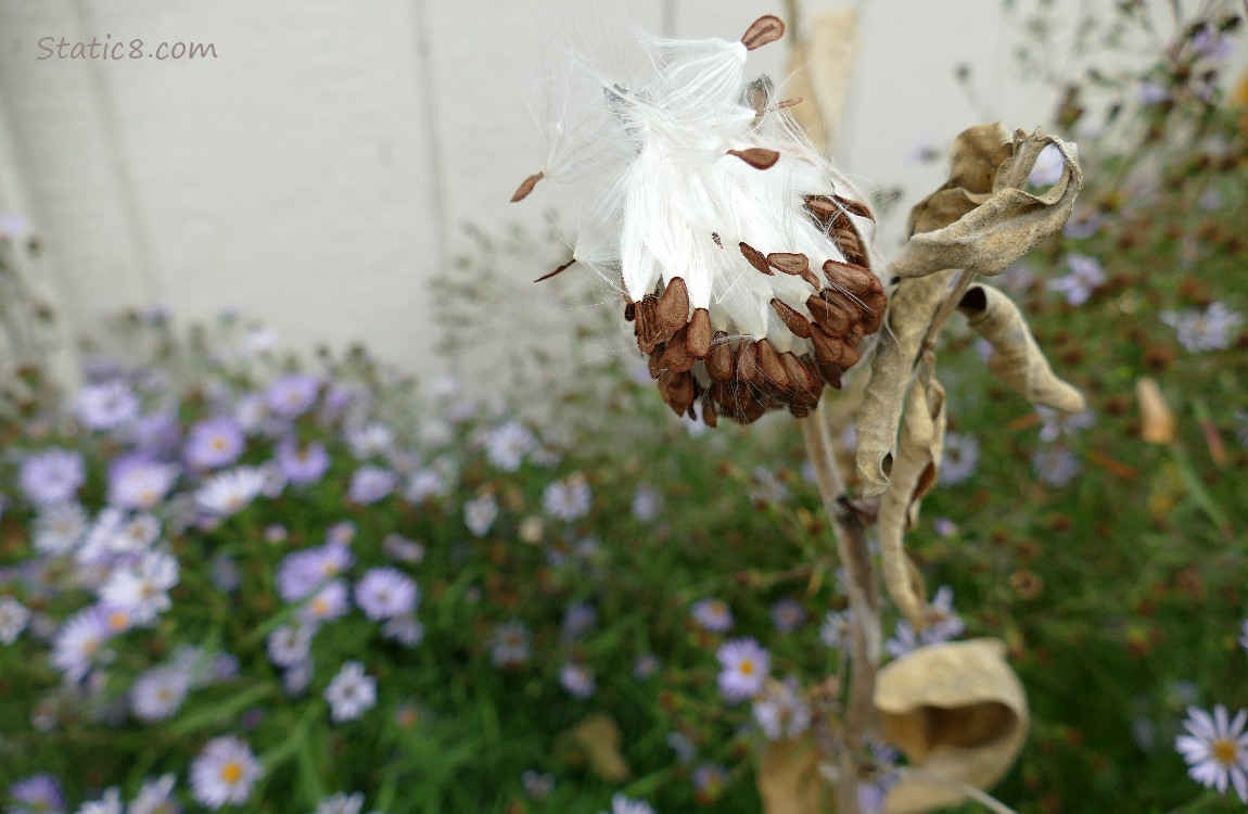 Milkweed pod with seeds coming out and aster blooms in the background