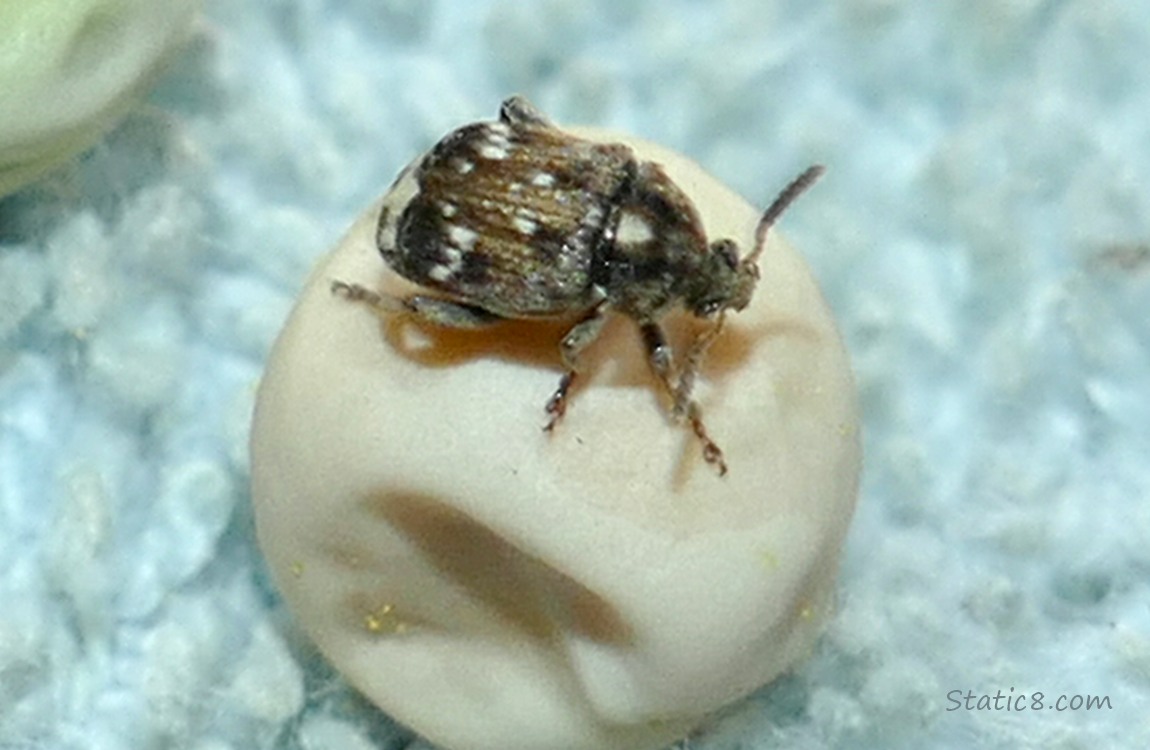 Pea Weevil on a dried pea