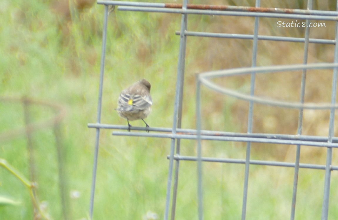 The back of a Yellow Rump Warbler, standing on a wire trellis