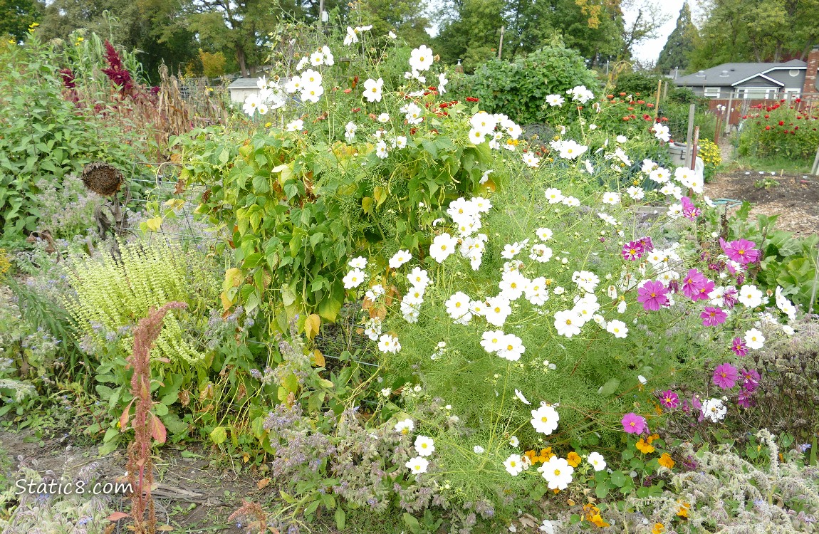 Cosmos blooms and bean plants on a trellis