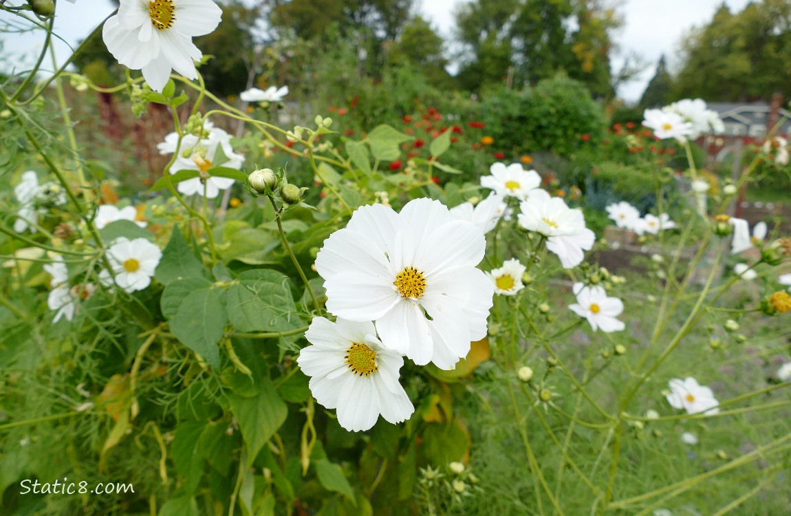 White Cosmos blooms with Wax Beans