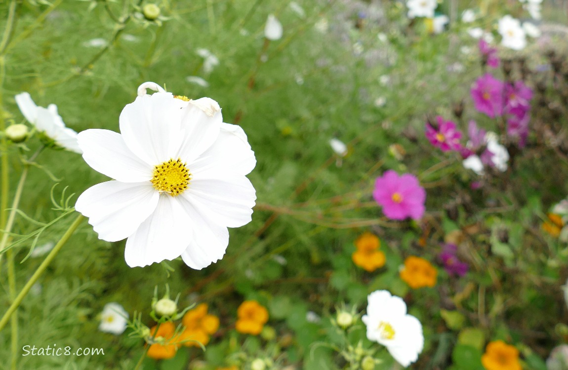 White Cosmos blooms with orange nasturtiums in the background