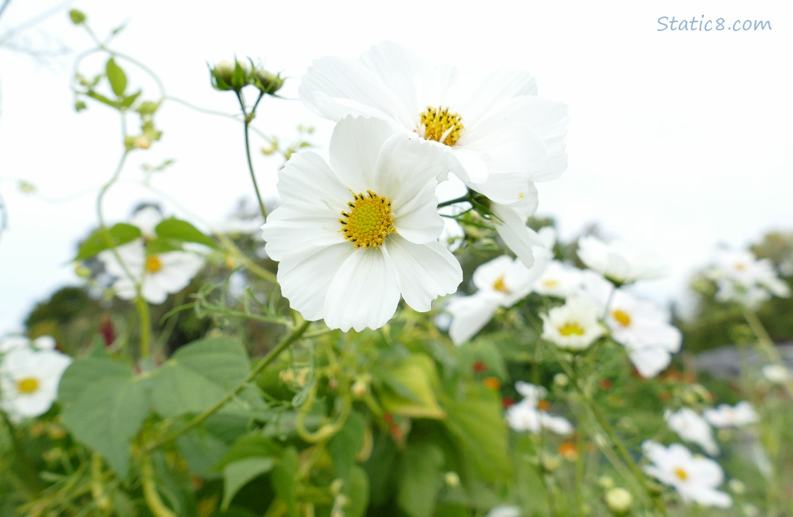 White Cosmos blooms against the grey sky