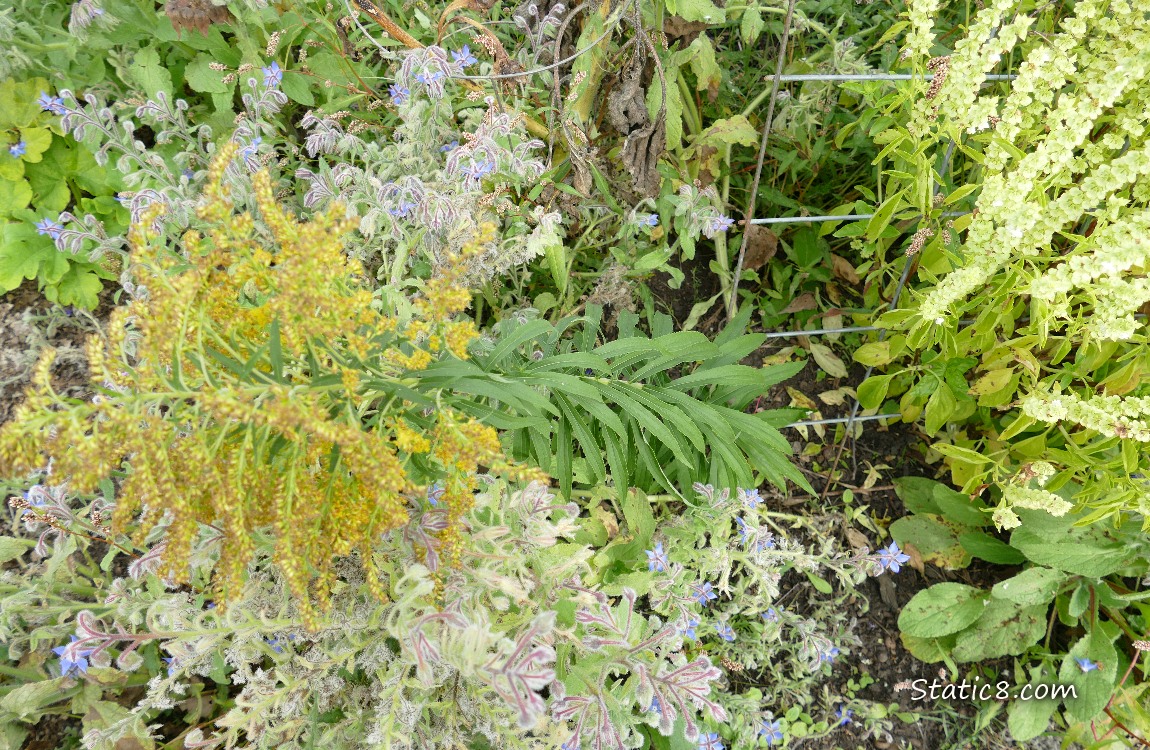 Goldenrod and Basil
