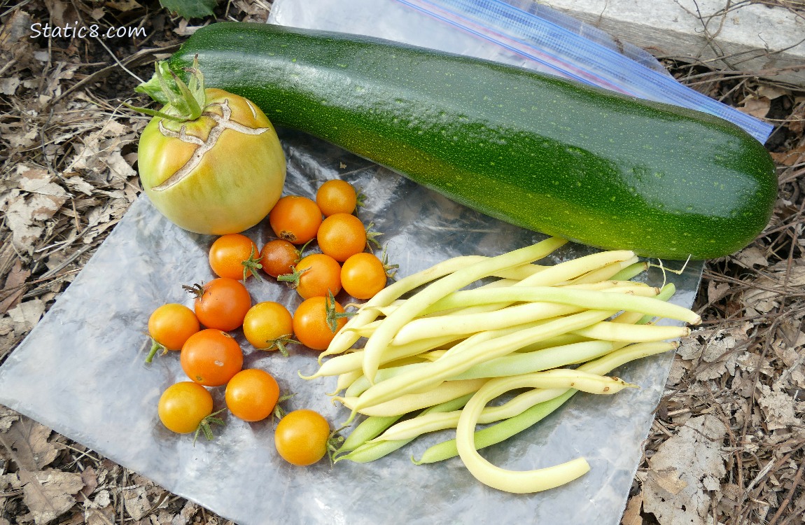 Harvested veggies on a ziplock bag on the ground