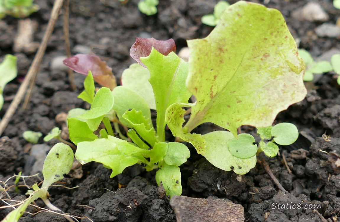 Lettuce seedlings growing in the dirt