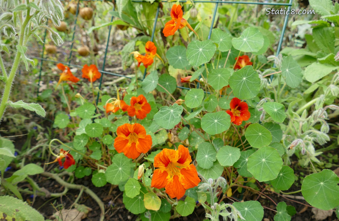Orange Nasturtium blooms and leaves