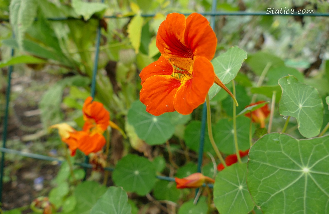 Orange Nasturtium bloom