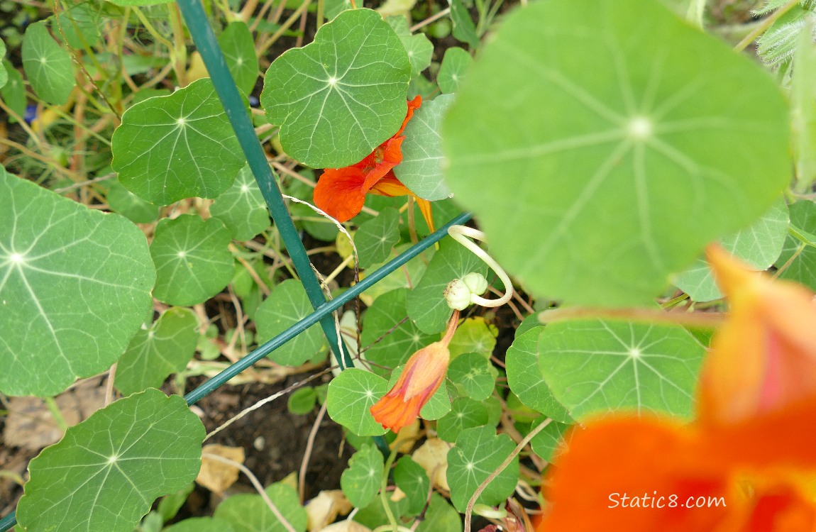 Nasturtium seed surrouded by leaves