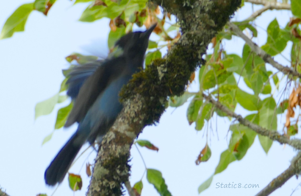 Blur of a Steller Jay on a tree branch