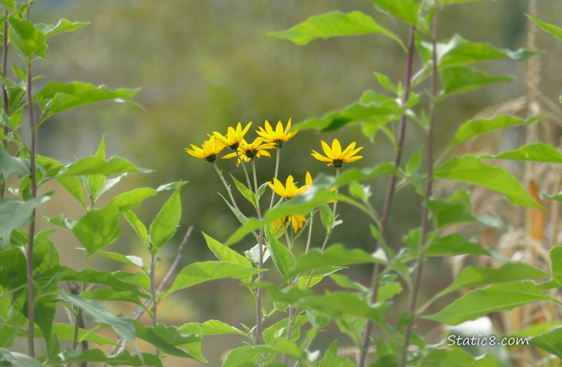 Sunchoke blooms