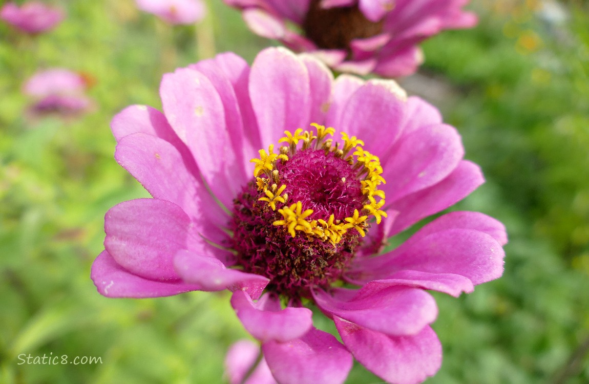 pink Zinnia bloom