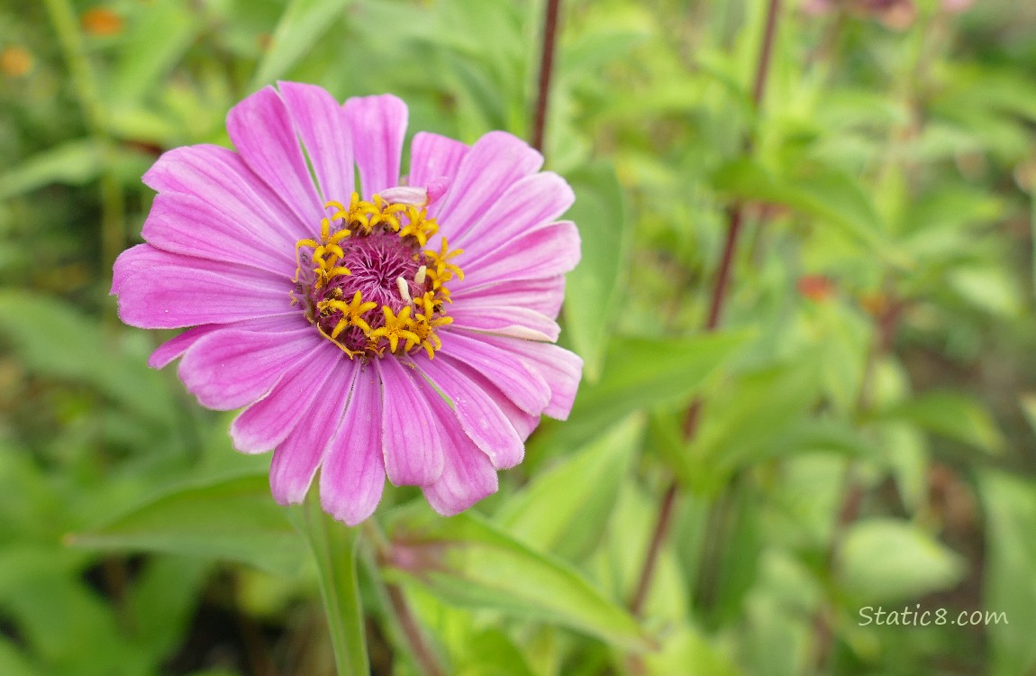 Pink Zinnia bloom