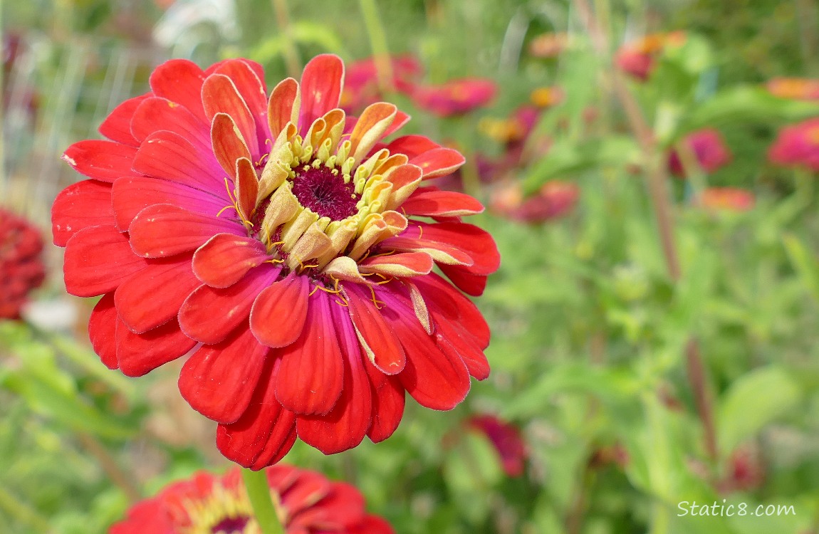 Red Zinnia bloom
