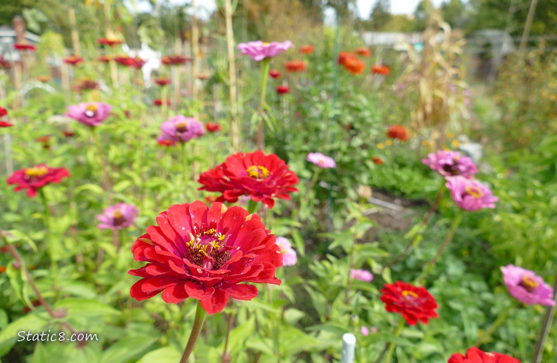 Red and pink zinnia blooms
