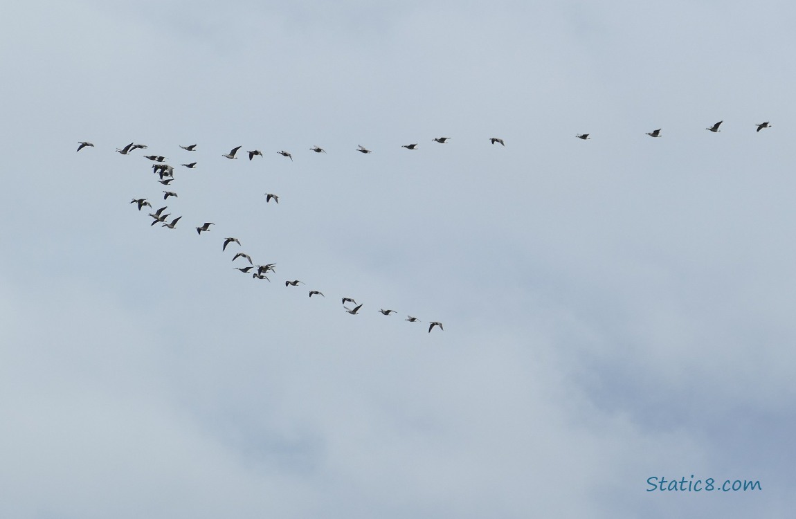 Geese flying in a V formation