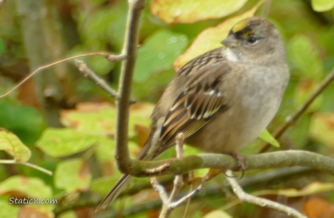 Golden Crown Sparrow standing on a twig