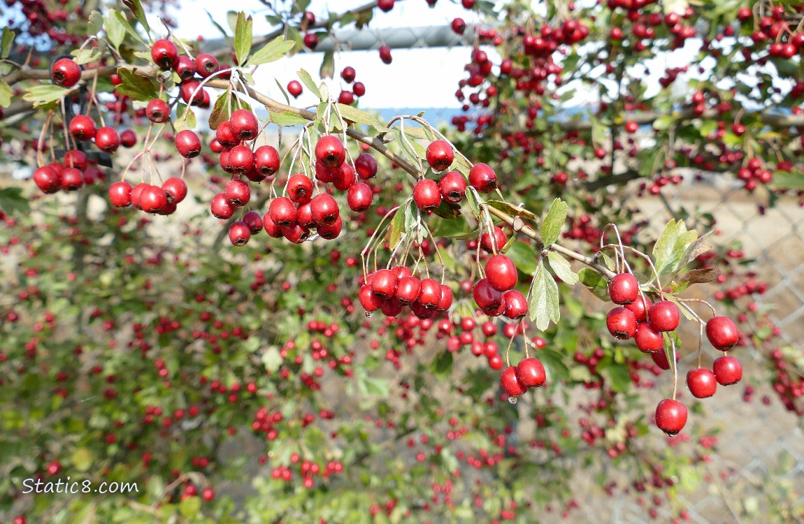 Hawthorn fruits hanging in bunches from the tree
