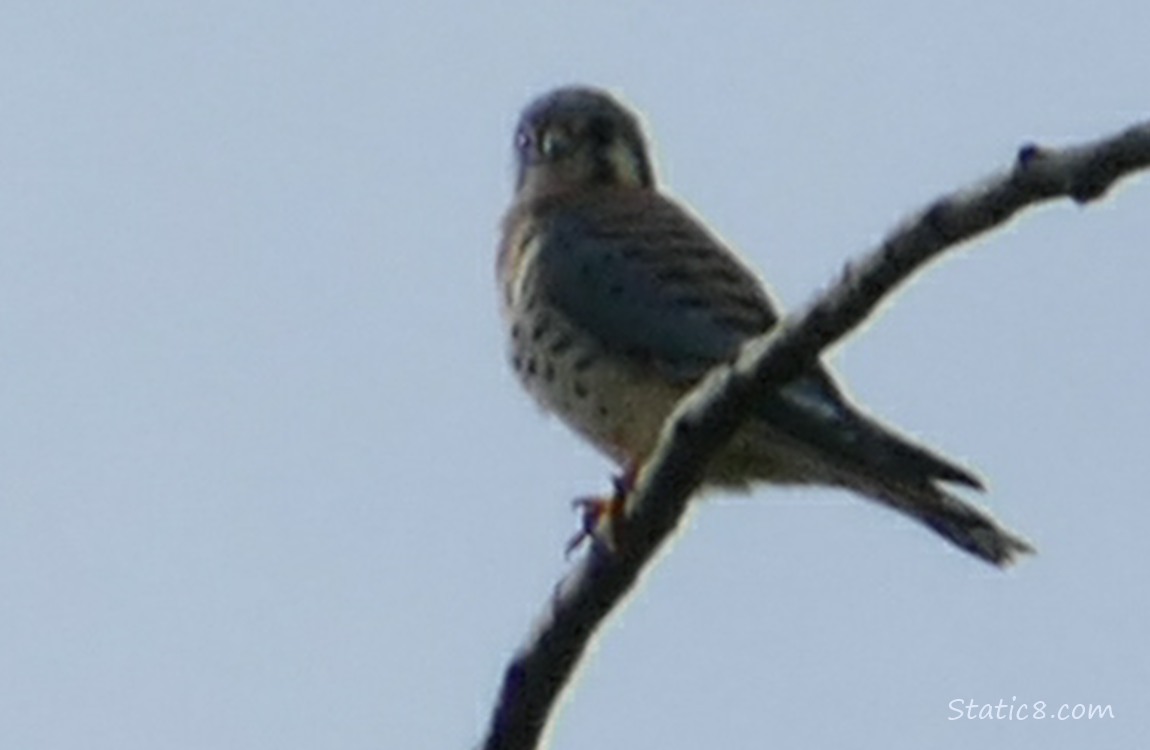 Blurry male Kestral standing on a bare branch