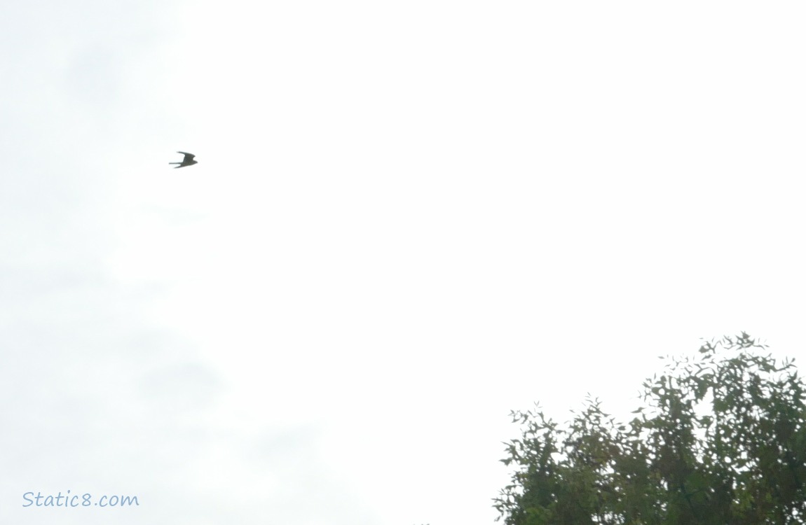 Silhouette of a Kestrel flying