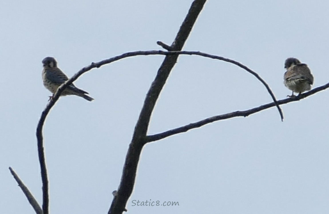 a pair of Kestrels standing on bare branches