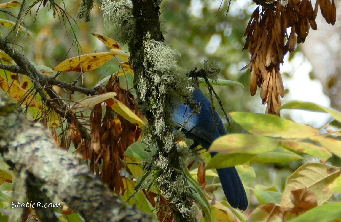 The back of a Steller Jay in a tree, their head behind a branch