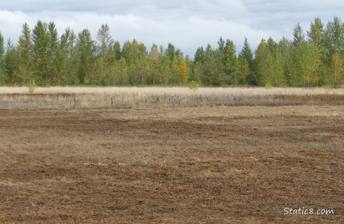 Mowed prarie, with grasses and trees in the distance