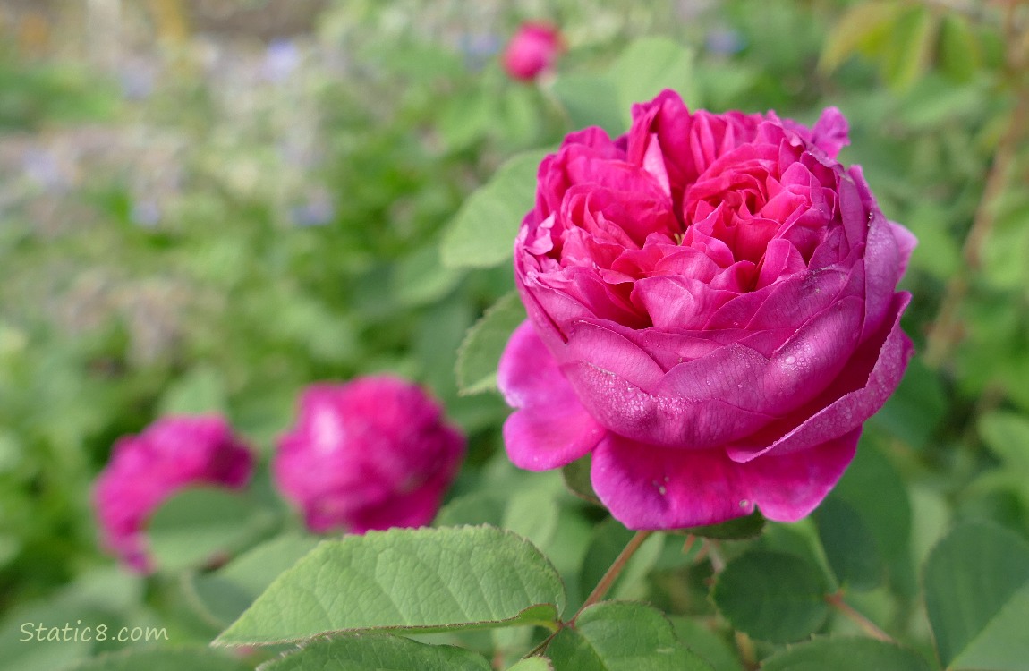 Rose blooms