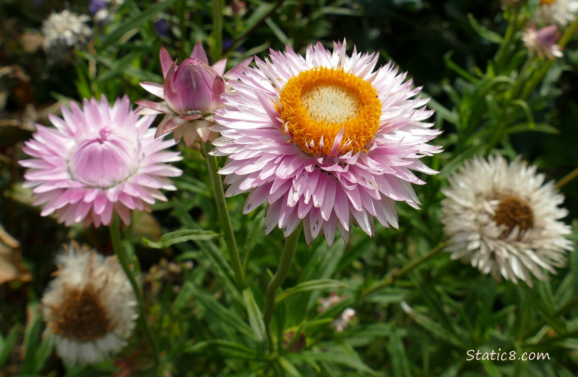 Pink Strawflower blooms