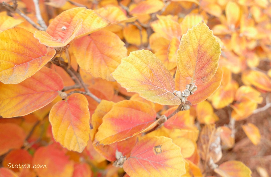 Orange leaves