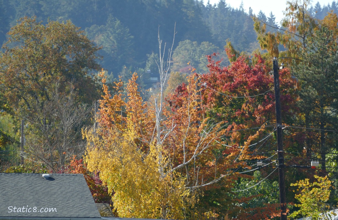 Autumn trees
